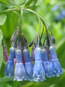 Mertensia spp.